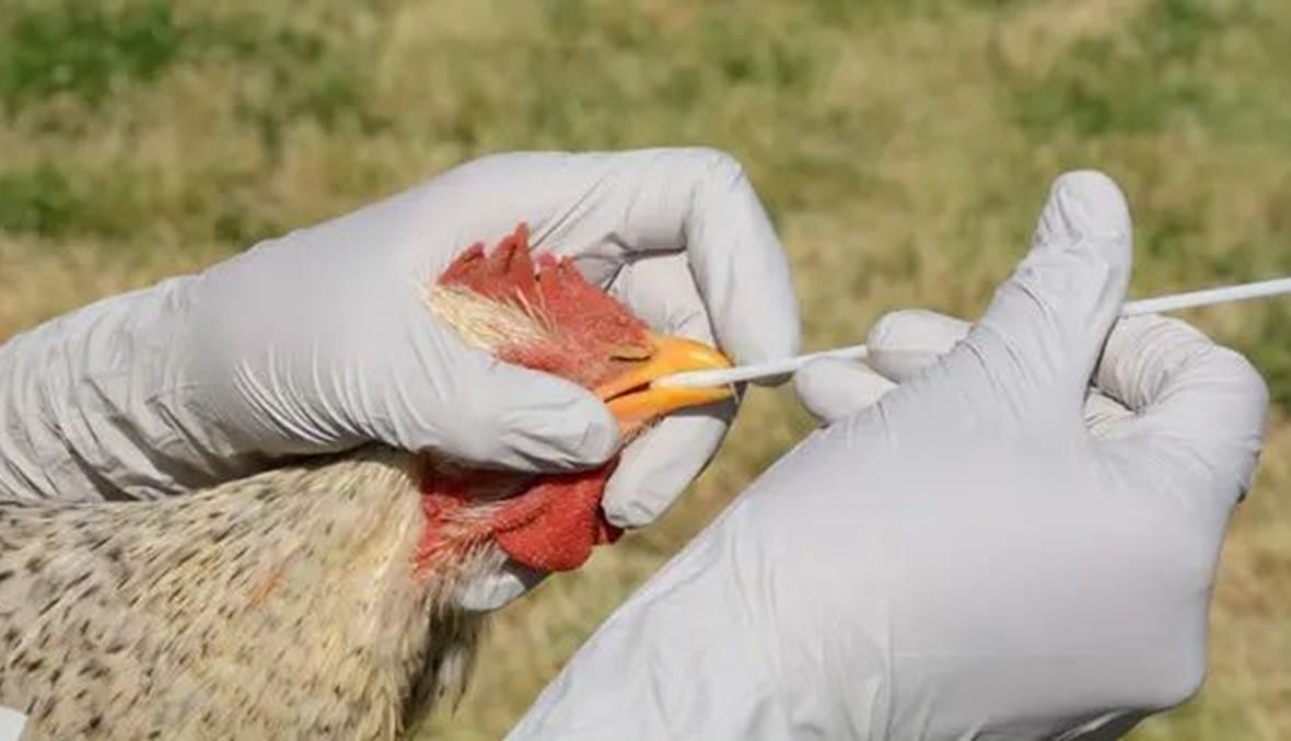 بعد رصد الفيروس في 34 قطيعاً في 9 ولايات أميركية.. هل إمدادات اللحوم آمنة من إنفلونزا الطيور؟